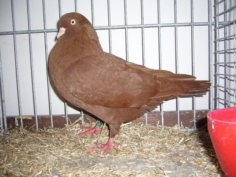 Delbrueck 2008 165.jpg - Kölner Tümmler rot von Stefan körsmeier Preis HV 96 JB